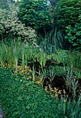 Cornus alba 'Elegantissima'(Weissbunter Hartriegel), Mimulus (Gauklerblumen), Iris (Sumpfschwertlilien), Schilf, Binsen, Waldsteinia (Golderdbeere) als Bodendecker am Ufer
