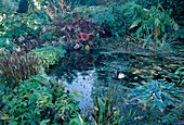 Gartenteich im Herbst, Darmera peltata (Schildblatt), Polygonum (Knöterich) und Farn