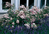 Rosa moschata 'Ballerina' (shrub rose), repeat flowering, hardly scented, Lavandula angustifolia (lavender)