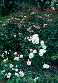 Rose bed: Rosa 'Iceberg', 'Rush' (roses)