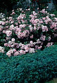 Rosa 'Royal Bonica' (Kleinstrauch-Rose), Weinraute (Ruta graveolens) als Beet-Einfassung