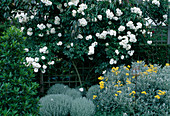 Rosa 'Snow White' (shrub rose), Senecio 'Sunshine' (ragwort), Santolina chamaecyparissus (holy herb), Laurus (laurel)