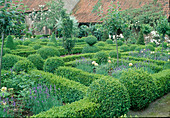 Buxus sempervirens (box) as border, beds with Lavandula (lavender) and Rosa (roses), stems, house