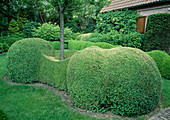 Buxus sempervirens (Boxwood) as topiary under tree