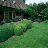 Buxus sempervirens (boxwood) cut in clouds, Lavandula (lavender) and Wisteria (blue rain) at the house