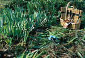 Cut back leaves of iris (irises) with lawn edging shears