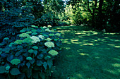Hydrangea arborescens 'Annabelle' (Strauch-Hortensie) unter Bäumen, Rasen