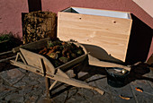 Frisch geerntete Möhren, Karotten (Daucus carota), Knollensellerie (Apium) und rote Bete (Beta vulgaris) in Holzschubkarre, Gemüse zum einlagern in Holzkiste legen