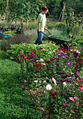 Farm garden with Callistephus (summer aster), courgettes (Cucurbita pepo), woman driving wheelbarrow with cuttings