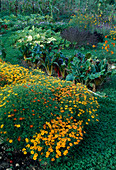 Bauerngarten mit Tagetes tenuifolia 'Star fire' (Gewürz-Tagetes), Mangold (Beta vulgaris), Zucchini (Cucurbita)
