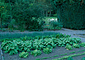 Vegetable garden with spinach (Spinacia oleracea), lettuce (Lactuca), chard (Beta vulgaris), onions (Allium cepa)