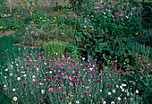 Xeranthemum 'Lumina'(Papierblumen), Mangold (Beta vulgaris), Basilikum (Ocimum basilicum), Gypsophila (Schleierkraut), Zinnia (Zinnien) Lavatera (Bechermalven)