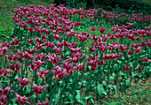 Tulipa 'Maytime' - Lilienblütige Tulpe