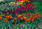 Variegated bed with Tulipa (mixed tulips), 'Ballerina' in front right