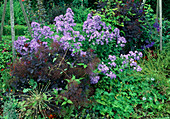 Campanula lactiflora (Dolden-Glockenblume), Cotinus Coggygria 'Royal Purple' (Perückenstrauch)