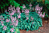 Hosta 'Blue Cadet' / Kleine Blaublatt-Funkie