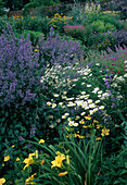 Staudenbeet im Sommer: Nepeta (Katzenminze), Leucanthemum (Margeriten), Hemerocallis (Taglilie), Achillea (Schafgarbe)