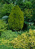 Thuja orientalis 'Aurea'(Gelber Zwerg-Lebensbaum), Euonymus 'Emerald Gold'(Kriechspindel), Salvia officinalis 'Icterina' (Gold-Salbei)