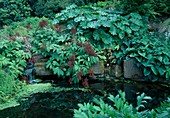 Teich eingefasst mit Granitbloecken, Rodgersia pinnata (Fiederblättriges Schaublatt) und Darmera peltata (Schildblatt) als Uferbepflanzung