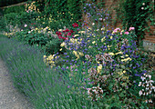 Perennial bed with hedge of lavender (Lavandula), anchusa (ox tongue), penstemon (bearded thread), achillea (yarrow), rosa (roses)