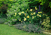 Rosa 'Graham Thomas' (English rose), repeat-flowering with fragrance, Ceanothus 'Gloire de Versailles' (marigold), Nepeta (catmint) and Delphinium (delphinium)