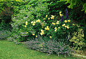 Rosa 'Graham Thomas' (Englische Rose), öfterblühend mit Duft, Ceanothus 'Gloire de Versailles' (Säckelblume), Nepeta (Katzenminze) und Delphinium (Rittersporn)