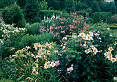 Alstroemeria (Inkalilie), Lonicera heckrottii (Geissblatt, Jelängerjelieber), Hemerocallis (Taglilien), Rosa (Rosen) und Epilobium (Weidenröschen)