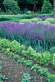 Farm garden with lavender (Lavandula) and vegetables