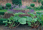 Country garden with Rheum rhaponticum (rhubarb) and lavender