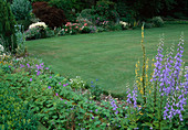 Beete mit Stauden rahmen Rasenfläche ein, Geranium (Storchschnabel), Campanula (Glockenblume), Verbascum (Königskerze)