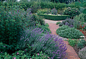 Herb garden: lavender (Lavandula), sage (Salvia), path made of clinker paving, bed with buxus (box hedge) as edging