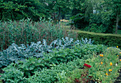 Vegetable garden with peas (Pisum sativum), broccoli (Brassica), bush beans (Phaseolus) and summer flowers