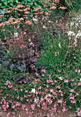 Gaura 'Siskiyou Pink' (Prachtkerze), Heuchera 'Plum Pudding' (Purpurglöckchen), Achillea millefolium 'Lachsschoenheit' (Schafgarbe)
