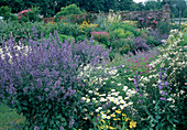 Lush perennial garden: Nepeta 'Six Hills Giant'(catmint), Clematis recta (woodland vine), Argyranthemum (daisies)