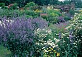 Üppiger Staudengarten: Nepeta 'Six Hills Giant'(Katzenminze), Clematis recta (Waldrebe), Argyranthemum (Margeriten)