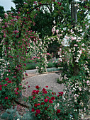 Rosa 'Debutante' 'Magenta' (Ramblerrosen) überwachsen Torbogen, rote Beetrosen