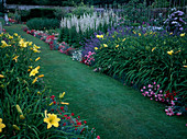 Lawn path between perennial beds: Hemerocallis (daylilies), Dianthus (carnations) as bed edging, Nepeta (catmint), Verbascum chaixii 'Album' (white mullein)