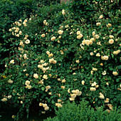 Rosa moschata 'Buff Beauty' (Historische Rose), öfterblühend mit starkem Duft