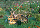Wheelbarrow, digging fork, rake, cultivator, hedge trimmer, leaf rake, watering can, glass bell, gloves and basket with small tools, path between beds of clover, gomphrena (globe amaranth), zinnia (zinnias) and lettuces (lactuca)