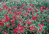 Lathyrus odoratus (sweet pea) in a flower bed