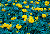 Tagetes 'Dollar Gold Coins Series' (marigolds)