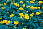 Tagetes 'Dollar Gold Coins Series' (Studentenblumen)