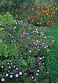 Convolvulus tricolor 'Dwarf Morning Glory' (Dreifarbige Trichterwinde), Trifolium (Klee) als Weg, Cosmos sulphureus (Schmuckkörbchen), Tomaten (Lycopersicon)