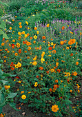 Cosmos sulphureus 'Etincelant' (Schmuckkörbchen)