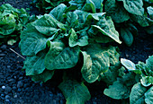 Lactuca asparagus (Grüner Salat) Garten-Lattich