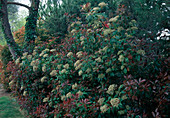 Photinia fraseri