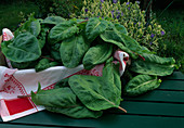 Freshly picked leaves of Spinacia oleracea (spinach)