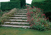 Centranthus ruber (Spornblumen), Erigeron karvinskianus (Spanisches Gänseblümchen), Treppe mit Blumen führt zwischen Hecken in Parkanlage
