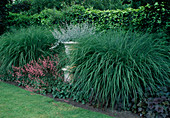 Miscanthus sinensis 'Gracillimus' (dwarf Chinese reed), Heuchera 'Coral Cloud' (purple bellflower), flower spindle on column with Helichrysum petiolare 'Silver' (structural plant)