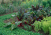 Beta vulgaris (Red Card) (Chard)